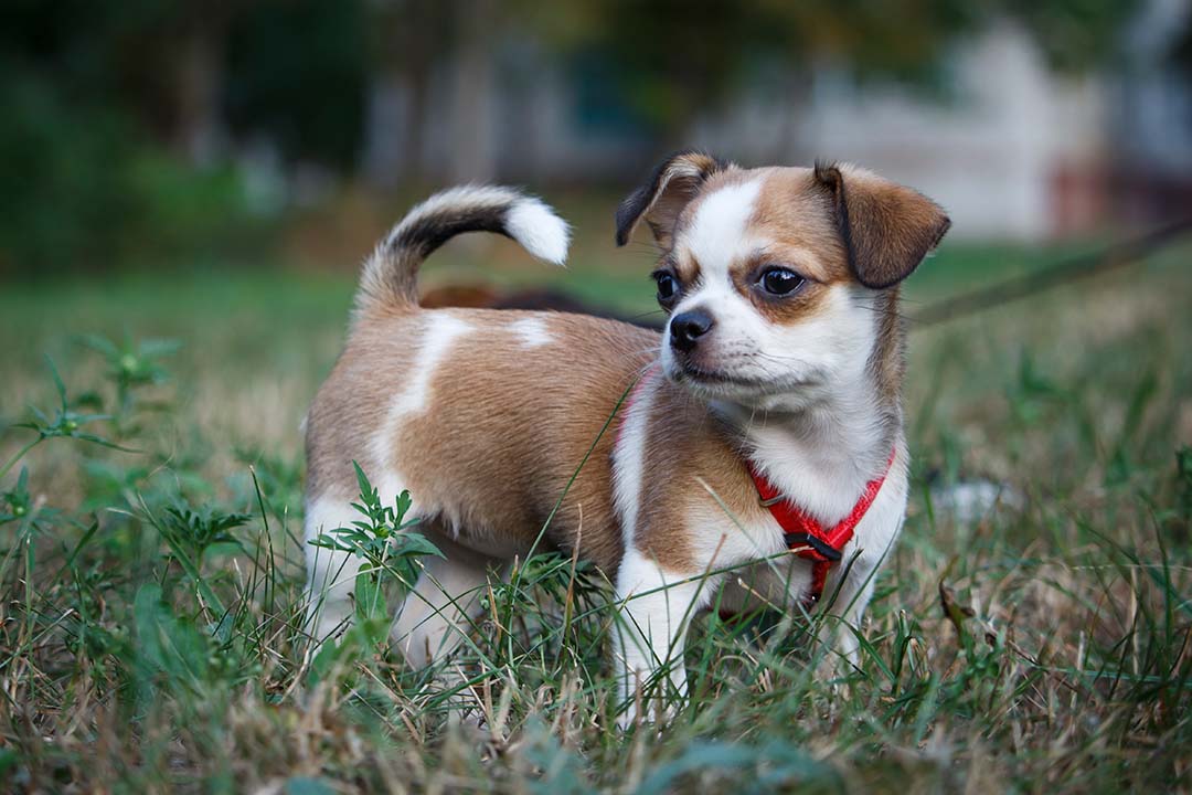 The Best Dog Harness for Escape Artists