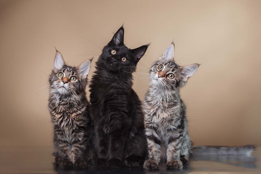 5 Ways to Care for a Cat with Hyperthyroidism