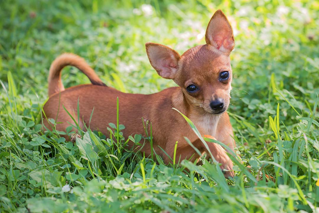 Why I Bought an Automatic Dog Feeder–and the Pros and Cons