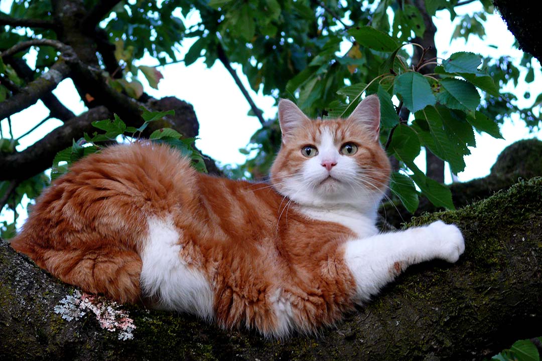Life with a Cat with Hyperthyroidism-What I Wished I’d Known