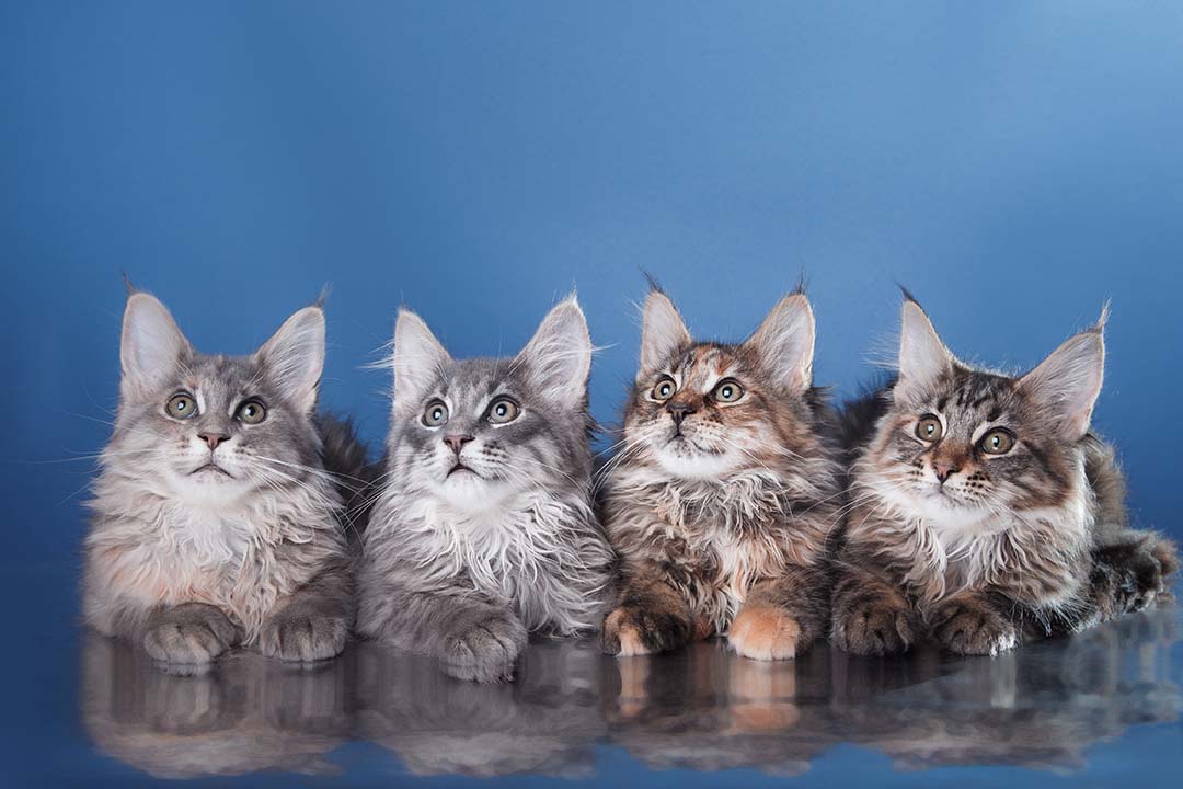 How to Move a Litter Box for a Difficult Cat