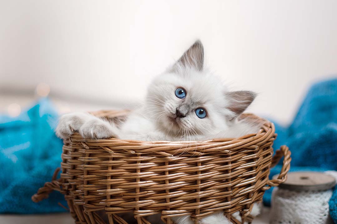 3 Unique Treats Your Cats Will Love