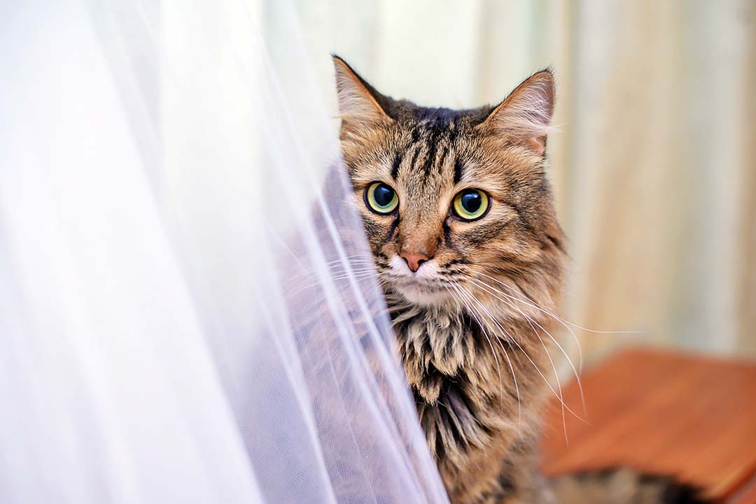 6 Ways to Help Your Cat Stay Hydrated