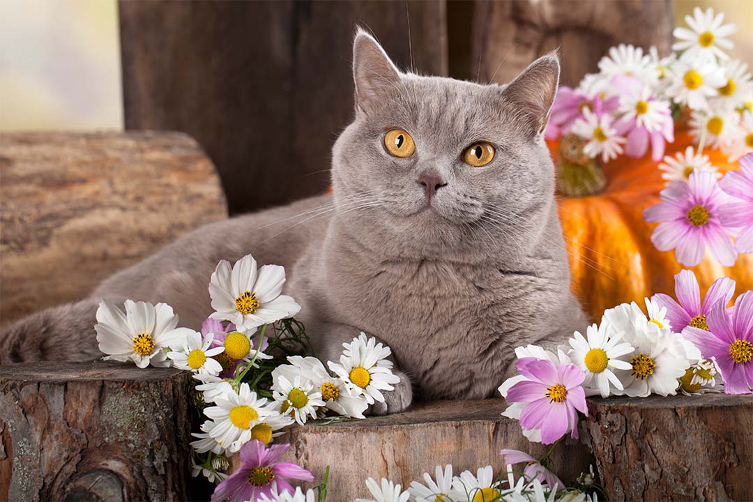 6 Unique Cardboard Scratchers That Your Cat Will Love