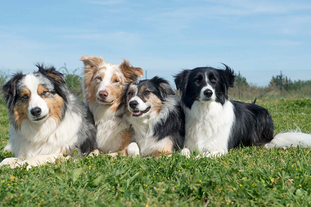 10 Fun Dog Cookies to Brighten the Day for Your Dog–And You