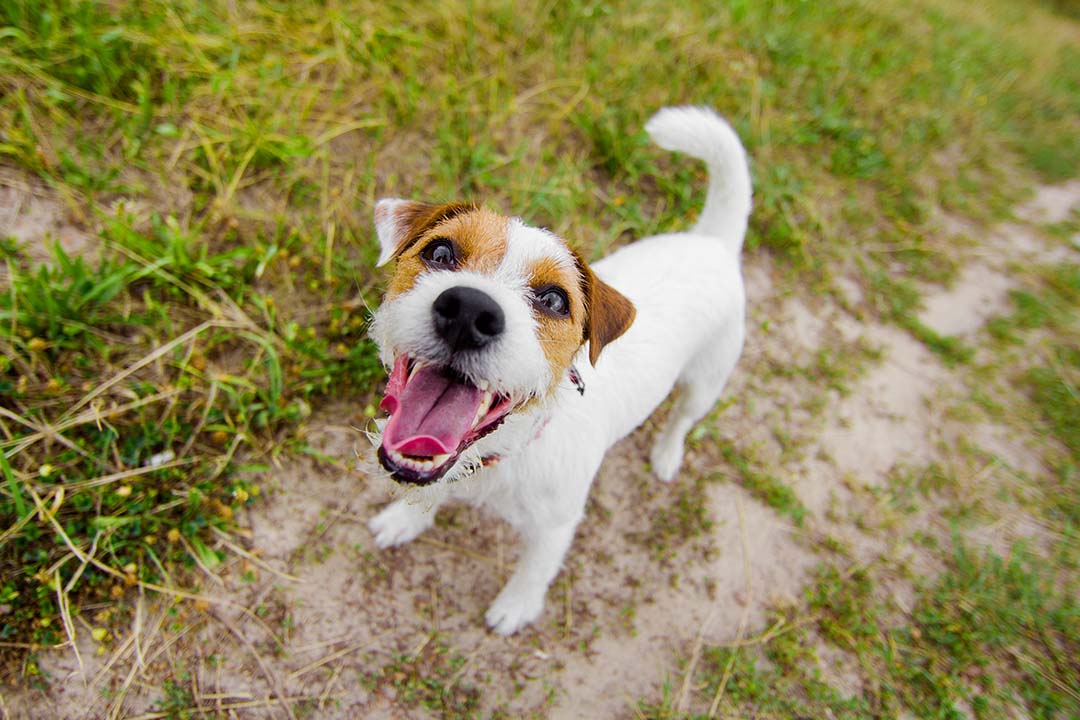 8 of the Best Ceramic Dog Bowls That Look Great