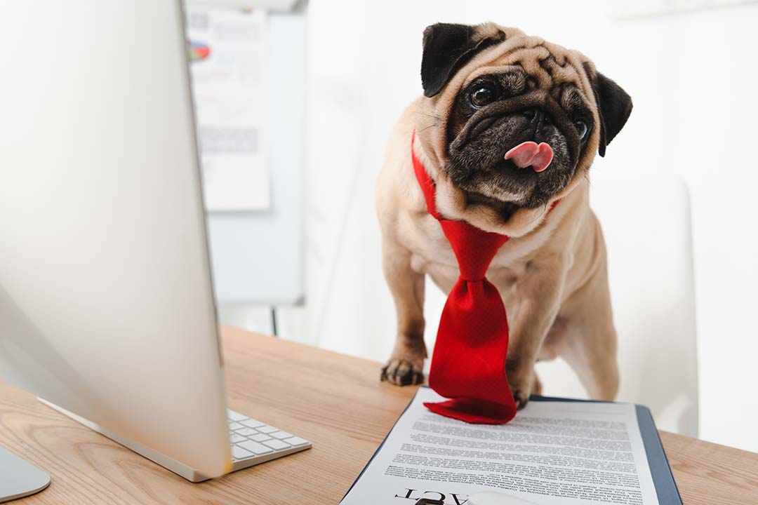 Headed Back to the Office? Everything You–and Your Dog–Need to Make the Transition from Full-Time WFH Easier on All of You