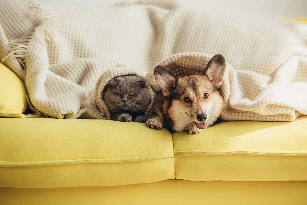 The Complete Guide on How to Keep Your House Smelling Nice with Multiple Pets